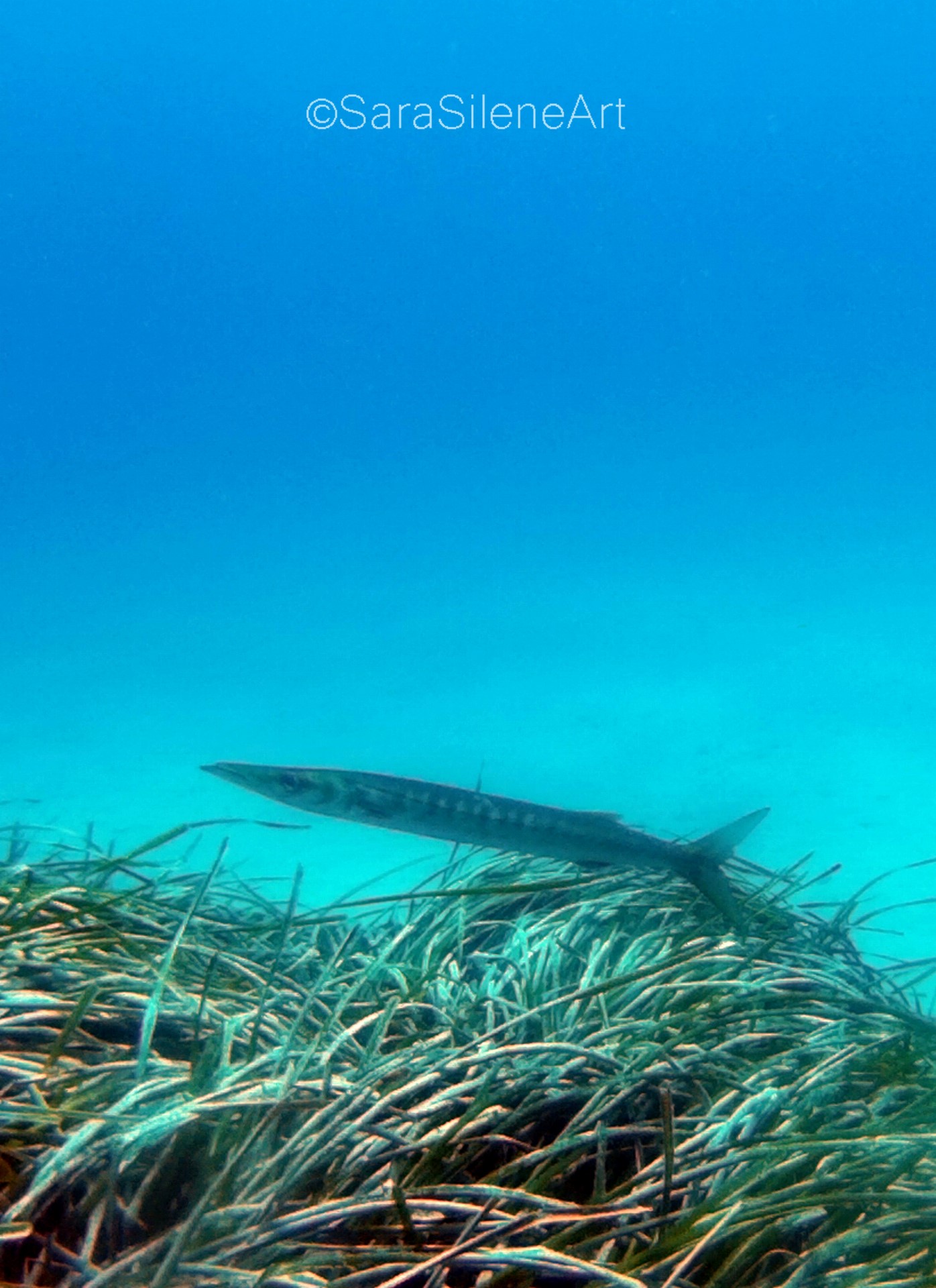 Tienda de buceo en Cabo de Gata y Níjar