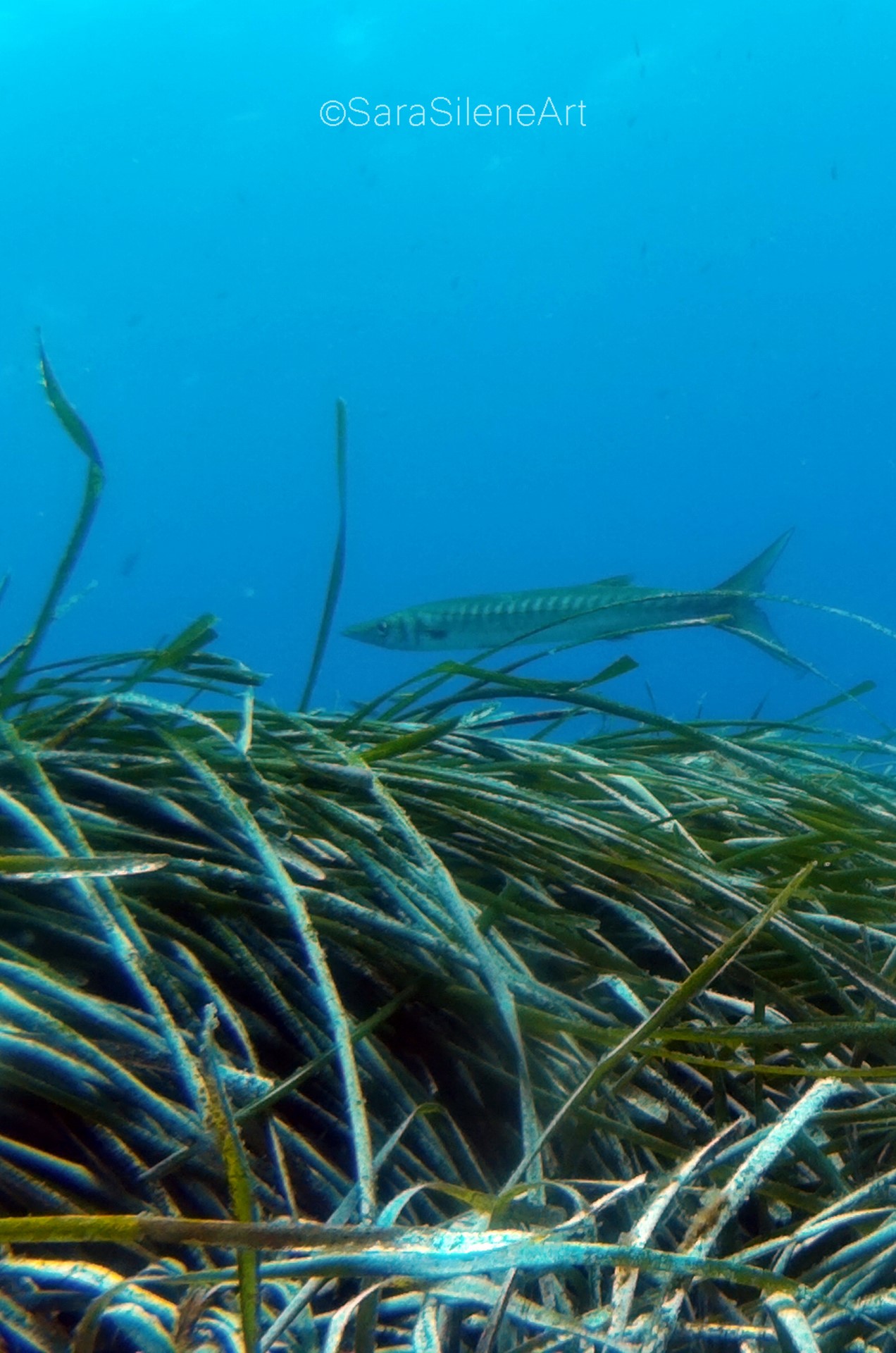 Bautismo de buceo en Cabo de Gata