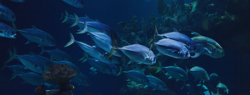 Cursos de buceo en Cabo de Gata y La Isleta